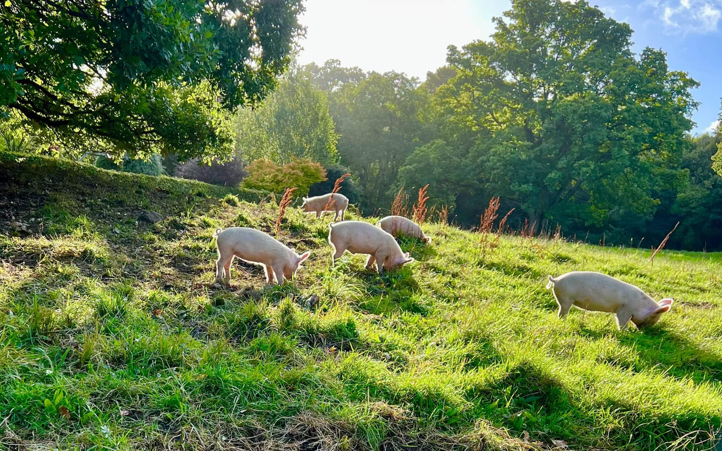 Varkens in een weide
